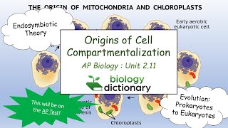 Origins of Cell Compartmentalization The Endosymbiotic Theory  AP Biology 211 [upl. by Bilbe]