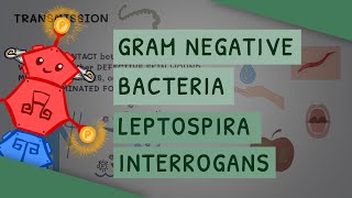 Gram Negative Bacteria Leptospira interrogans [upl. by Ilyah]