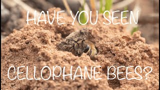 Learn all about cellophane bees Colletes inaequalis [upl. by Esmeralda]