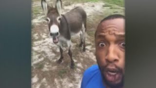 Singing donkey goes viral [upl. by Carmelo648]