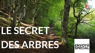 Envoyé spécial Le secret des arbres  26 octobre 2017 France 2 [upl. by Burkle647]