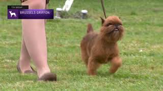 Brussels Griffons  Breed Judging 2021 [upl. by Llenehc]