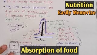 Absorption of food in small intestine  Villi  Class 11 Biology [upl. by Gnivri]