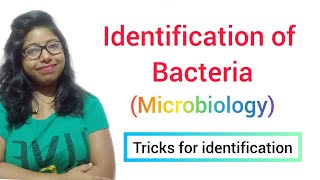 Identification of Bacteria MICROBIOLOGY [upl. by Ayrolg]