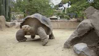 100YearOld Galapagos Tortoise Gets New Gig at Toledo Zoo [upl. by Cirdnek]