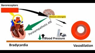 Baroreceptors Cardiovascular and CNS [upl. by Roby556]