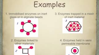 A level S5 Immobilisation of enzymes Ms Cooper [upl. by Malley]