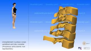 La colonne cervicale [upl. by Orelia]