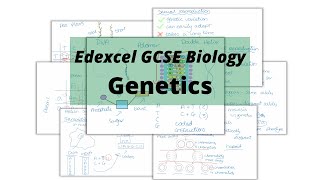 The WHOLE of Edexcel GCSE Biology GENETICS [upl. by Schifra]