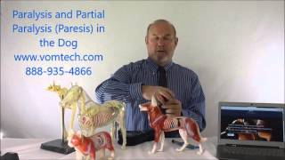 Paralysis and Partial Parlysis Paresis in the Dog [upl. by Aihsotan]