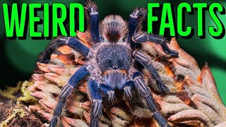 10 STRANGE Tarantulas FACTS You Wont Believe [upl. by Adnicaj]