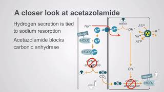 Acetazolamide and the potassium sparing diuretics [upl. by Osber]