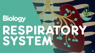 Respiratory System  Introduction  Physiology  Biology  FuseSchool [upl. by Htebaile]