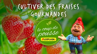 Cultiver des fraises gourmandes [upl. by Nnylcaj243]