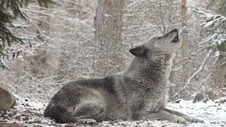 Wolfs Sweet Voice Inspires 50 Wolves to Howl [upl. by Yeldarb]