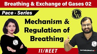 Breathing and Exchange of Gas  02  Mechanism and Regulation of Breathing Class 11 NEET [upl. by Nananne]