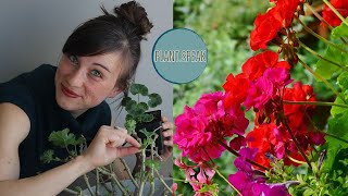 GERANIUMS  pelargoniumhow to growseedsgerminationoverwintering process [upl. by Anaujahs]