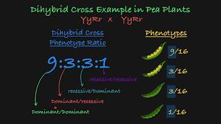 Dihybrid Cross Explained [upl. by Ellsworth149]