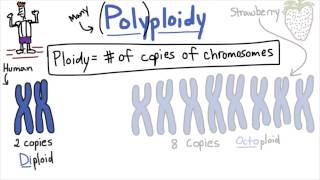 Polyploidy  Tales from the Genome [upl. by Allimac]