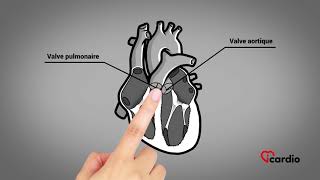 Anatomie du coeur  version française [upl. by Anilrats]