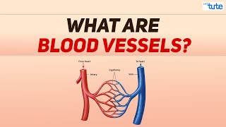 What are Blood vessels  Blood Circulation in Human being  Biology  Letstute [upl. by Jarad]