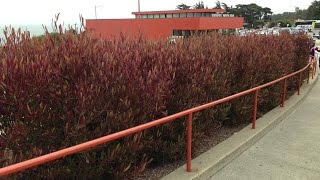 Dodonaea viscosa Purpurea  Purple Hop Bush  Purple Hopseed Bush [upl. by Chandless362]