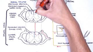 Sensory Tracts  Dorsal Column Medial lemniscus Pathway [upl. by Dnob]