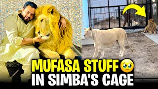 Mufasa stuff ho kar Maray pass keun nahi aya😰Akhir simba kay cage ma bunch pr bath geya 😱mian saqib [upl. by Acceb896]