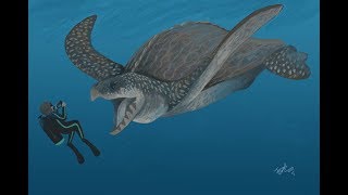 The Gigantic Sea Turtle  Archelon [upl. by Naasah]