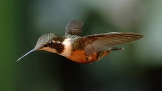 Stunning SloMo Footage of Hummingbirds Hovering in Air [upl. by Eornom]