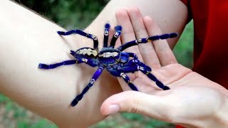 Handling the Blue Tarantula Poecilotheria metallica [upl. by Lletnahc]