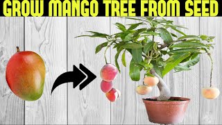 How To Grow a Mango Tree From Seed  SEED TO HARVEST [upl. by Rudman]