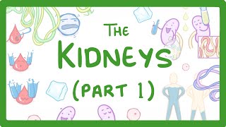 Biology  How the Kidneys Work  Kidneys Part 13 27 [upl. by Rehtul]