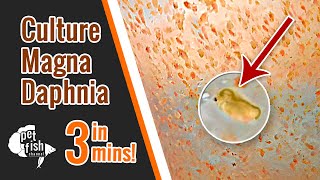 How to culture DAPHNIA MAGNA  The easy way [upl. by Lhok206]