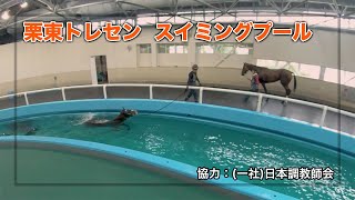 【栗東トレセン】競走馬スイミングプール  JRA公式 [upl. by Annauqaj]