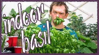 Grow Perfect Basil indoors [upl. by Luebke583]