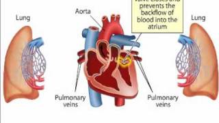 Blood circulation in Heart [upl. by Ednihek]