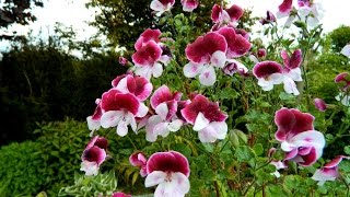 Quantock Pelargoniums amp A Surprise [upl. by Jo]