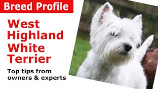 West Highland White Terrier quotWestiequot Dog Breed Guide [upl. by Eelloh]