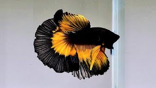 10 Most Beautiful Betta Fish in the World [upl. by Beverlie]