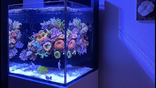 REEF TANK TOURS  BEST NANO IN EUROPE   Red Sea Reefer Nano Max meerwasseraquarium aquarium [upl. by Marne]