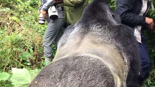 Touched by a Wild Mountain Gorilla  The Day I Got In Its Way  Mini Travellers [upl. by Burroughs]