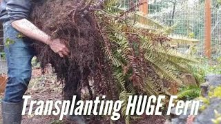 Transplanting Native Sword Fern [upl. by Yleak]