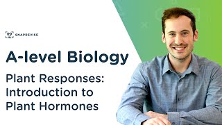 Plant Responses Introduction to Plant Hormones  Alevel Biology  OCR AQA Edexcel [upl. by Enneicul]