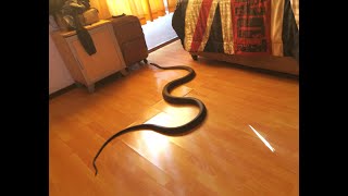 BLACK MAMBA SLITHERS THROUGH DURBAN HOME [upl. by Guzel]