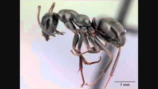 Crazy Ant Song  Turn ON Annotations External Ant Anatomy  AntsCanada Tutorial 24 [upl. by Rockel]