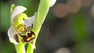 botanique lOrchidée Ophrys Abeille [upl. by Yojal]