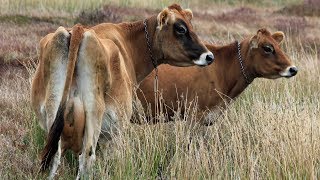 Jersey Dairy Cattle  Classic DoeEyed Family Cow [upl. by Nyltac97]