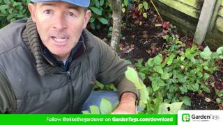 How To Cut Back Hellebore foliage [upl. by Ita99]