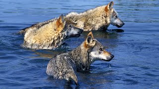 From Forests to Waters The Elusive Gray Wolfs Wild Adventures [upl. by Calli]